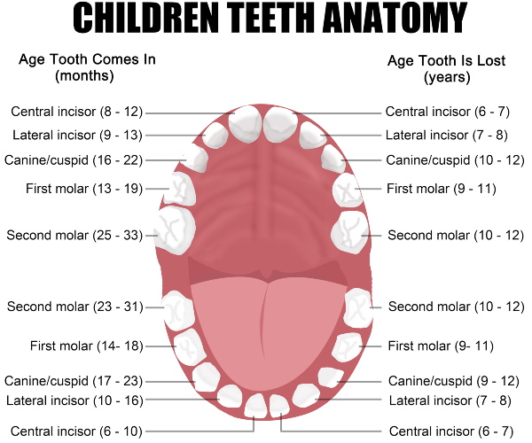 Why Should You Choose Dr. Wagner As Your Pediatric Dentist in Visalia
